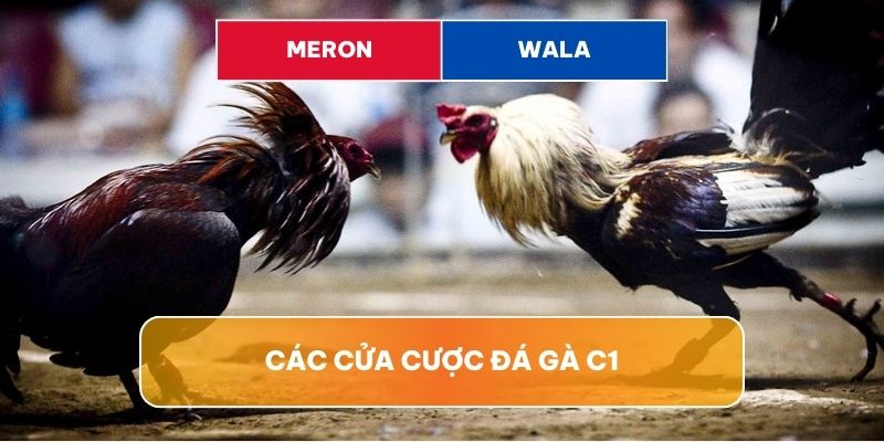 Đá gà C1