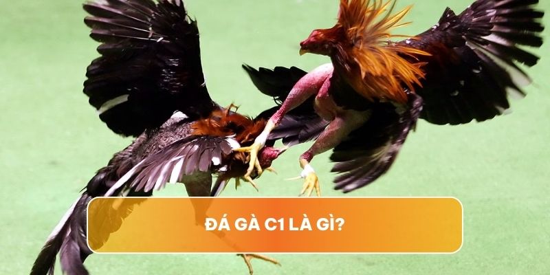 Đá gà C1