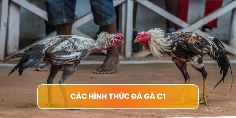 Đá gà C1