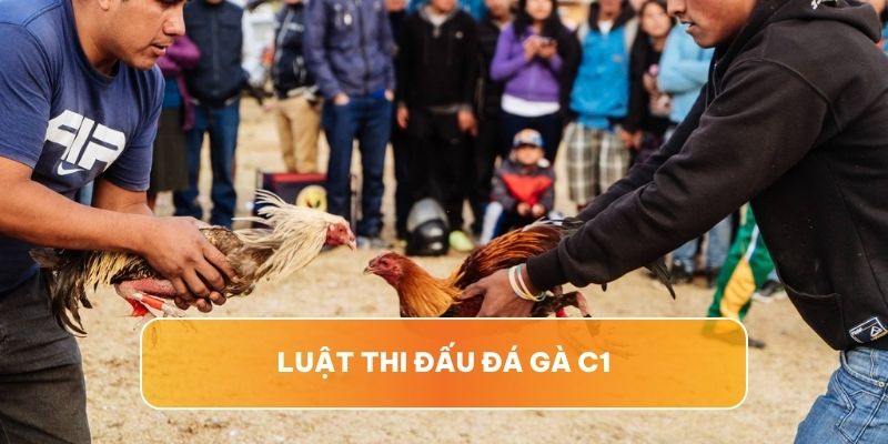 Đá gà C1