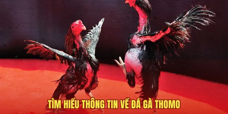 Tìm hiểu thông tin về Đá Gà Thomo